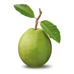 ⁦גוייבה⁩ – תמונה ⁦3⁩