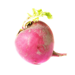 צנון